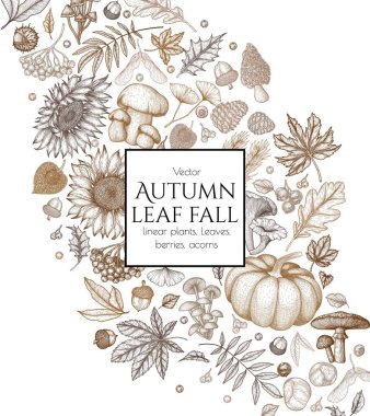  Vektör sonbahar çizimi. Akçaağaç yaprağı, kestane yaprağı, rowan, düşmüş yapraklar, meşe palamudu, bitki, akçaağaç tohumu, ayçiçeği, balkabağı, ginkgo, sinek agariği, chanterelles, porcini mantarı, mantar.