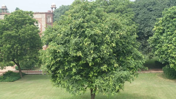 Ağaç yaprağı ve Delhi 'deki Humayun Mezarı' ndan alınan simetrik görüntü.