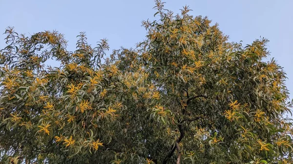 Earleaf Acacia Árvore Com Flores Amarelas Anoitecer Delhi — Fotografia de Stock