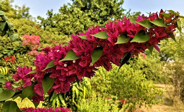 Bougainvillea Růžové Květy Listy Zahradě Pilani Rádžasthánu — Stock fotografie