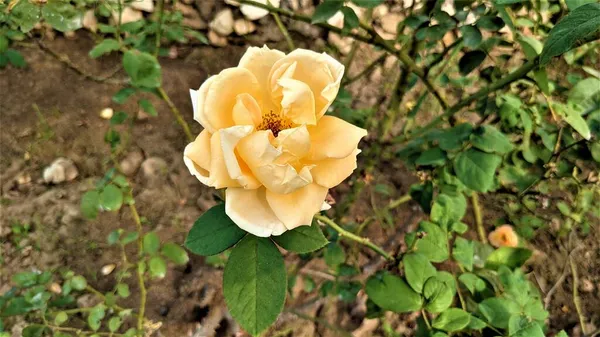 Сад Розовый Бледно Желтом Цвете Макроснимок Пилани Раджастхане — стоковое фото