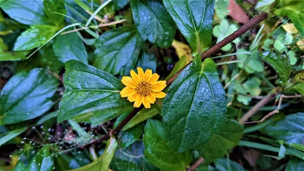 Yellow Sphagneticola Flower Green Leaves Closeup Shot Garden Delhi — Stock Photo, Image