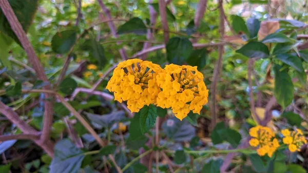 Żółty Lantana Kwiaty Makro Strzał Rajasthan Indie — Zdjęcie stockowe