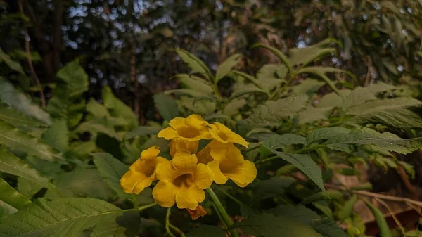 Yellow Trumpetbush Flowers Closeup Shot Park Delhi — Stock Photo, Image