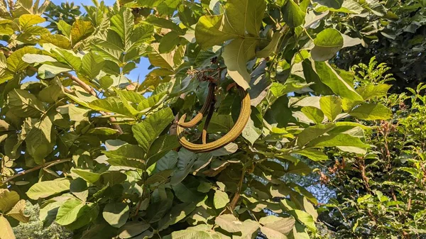 Arbre Vert Fernandoa Adenophylla Frais Fruits Dans Parc Delhi — Photo