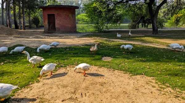 Eine Herde Weißer Enten Und Ein Pumpenhaus Sanjay Lake Grellen — Stockfoto