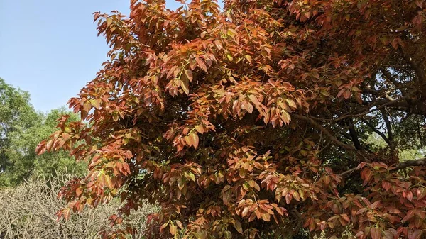 Fresh Young Red Leaves Tree Spring Season Park Delhi — стоковое фото