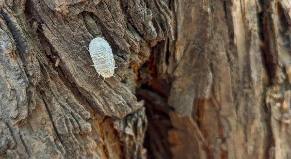 Cochinilla Blanca Toma Nutrientes Una Corteza Árbol Una Mañana Soleada —  Fotos de Stock