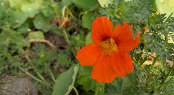 Ярко Оранжевый Сад Nasturtium Индийский Цветок Кресс Дели — стоковое фото