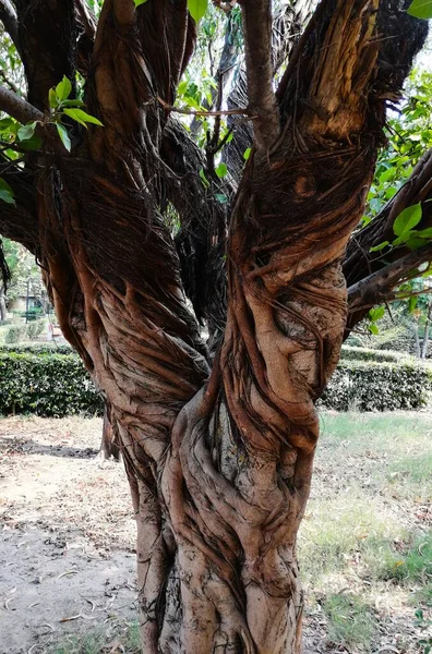 Árvore Velha Forma Com Ramos Estranhos Raízes Parque Lago Sanjay — Fotografia de Stock