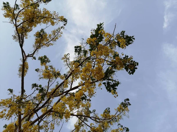 Bulutların ve mavi gökyüzünün üzerinde altın duş ağacı.