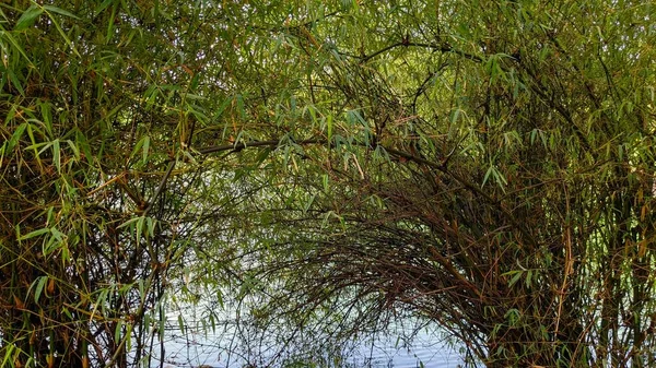Small Bamboo Plants Forming Arch Banks Sanjay Lake Delhi — Stock Photo, Image