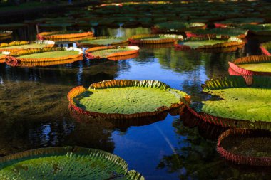 Victoria Amazonica zambaklar Pamplemousses Boticanal Gardens, Mauritius içinde