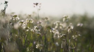Beyaz yabani çiçeklerin çiçek arkaplanı. Yazın güzel doğa