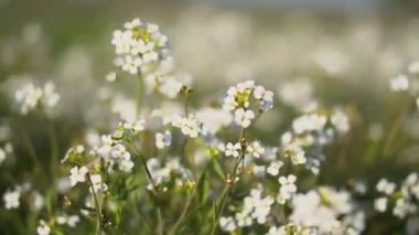 Beyaz yabani çiçeklerin çiçek arkaplanı. Yazın güzel doğa