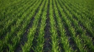 Yeşil buğday tarlası. Tarım endüstrisi. Güzel kırsal alan.