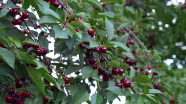 Cherry in the garden. Ripe, red fruits on a tree close-up