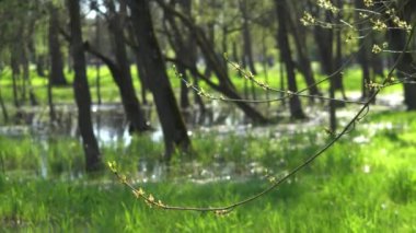 Beautiful countryside landscape in summer. Green grass against the background of green sky and nature