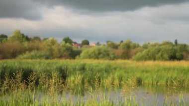 Beautiful countryside landscape in summer. Green grass against the background of green sky and nature