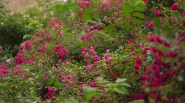 Beautiful bush of blooming pink roses in nature. Floral background closeup