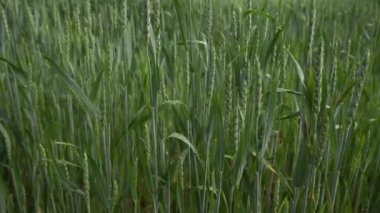 Yeşil buğday tarlası. Tarım endüstrisi. Güzel kırsal alan.