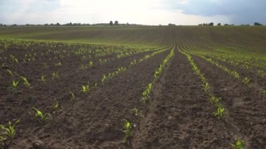 Mısırlı yeşil alan. Tomurcuklanmış genç bitkiler. Tarım endüstrisi. Güzel yaz kırsal manzarası