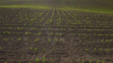 Mısırlı yeşil alan. Tomurcuklanmış genç bitkiler. Tarım endüstrisi. Güzel yaz kırsal manzarası