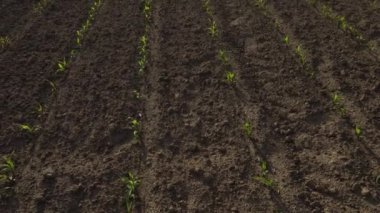 Mısırlı yeşil alan. Tomurcuklanmış genç bitkiler. Tarım endüstrisi. Güzel yaz kırsal manzarası