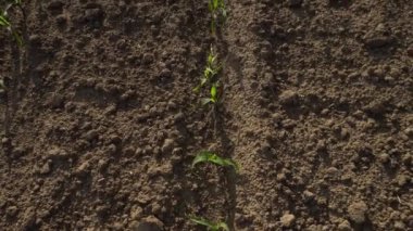 Mısırlı yeşil alan. Tomurcuklanmış genç bitkiler. Tarım endüstrisi. Güzel yaz kırsal manzarası