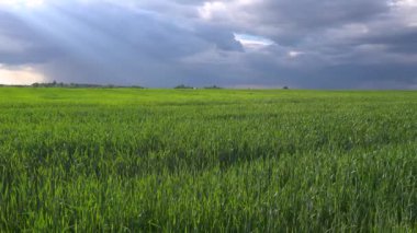 Yeşil buğday tarlası. Tarım endüstrisi. Güzel kırsal alan.