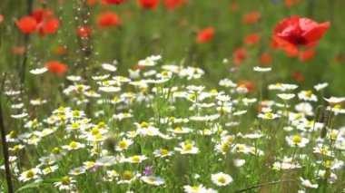 Vahşi bir tarlada kırmızı gelincikler çiçek açar. Güzel çiçeklerin arka planı.