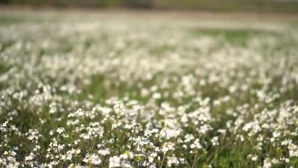 Floral Background White Wild Flowers Beautiful Nature Summer — Stock Video