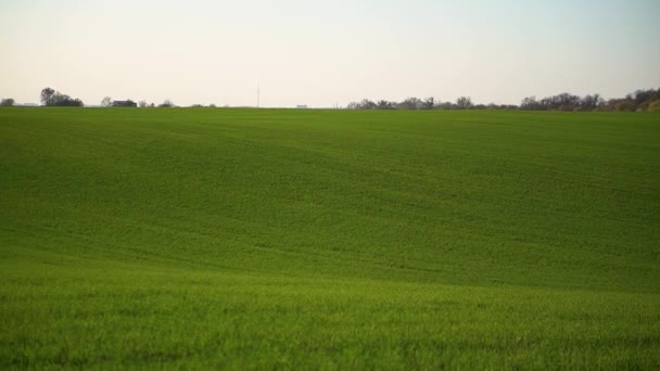 Green Wheat Field Agricultural Industry Beautiful Rural Landscape — Stockvideo