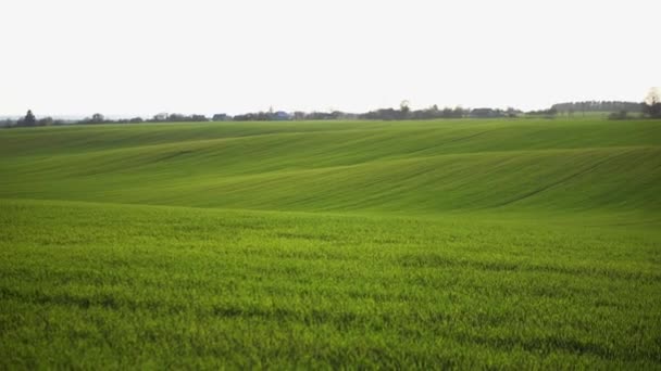 Green Wheat Field Agricultural Industry Beautiful Rural Landscape — Stock videók
