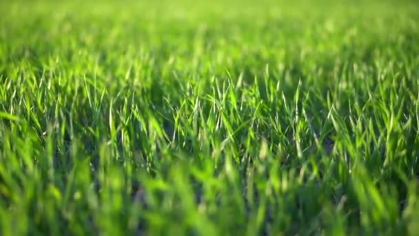 Green Wheat Field Agricultural Industry Beautiful Rural Landscape — Vídeos de Stock