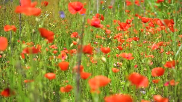 Las Amapolas Rojas Florecen Campo Salvaje Fondo Hermosas Flores — Vídeo de stock