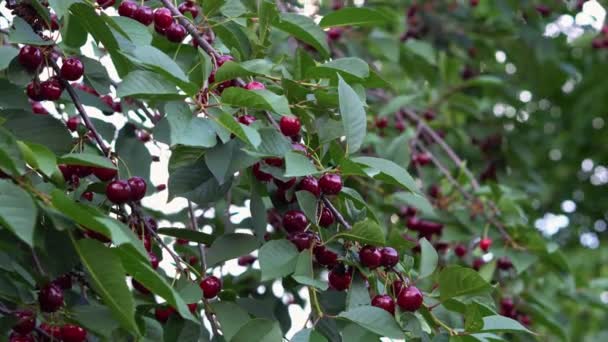 Cherry Garden Ripe Red Fruits Tree Close — Stok video