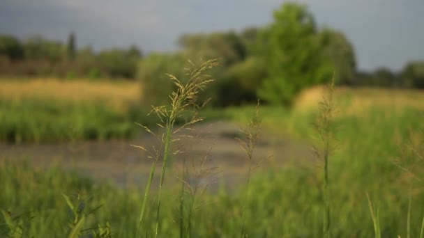 Grass Close Early Summer Morning Meadow Dew Sun — Stock video