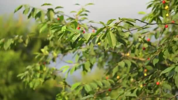 緑の枝を閉じる 夏の美しい自然 — ストック動画