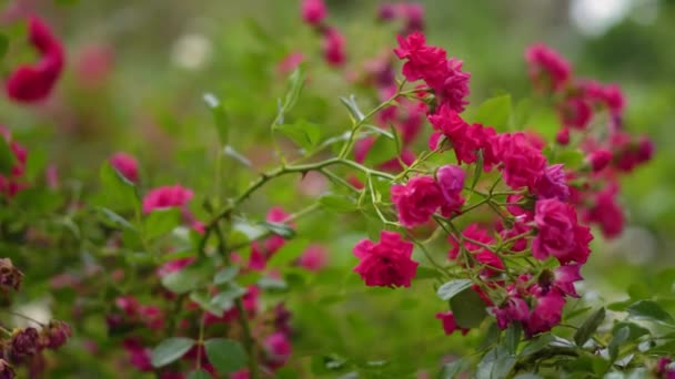 Beautiful Bush Blooming Pink Roses Nature Floral Background Closeup — 图库视频影像