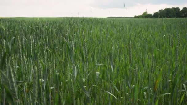 Green Wheat Field Agricultural Industry Beautiful Rural Landscape — Vídeo de Stock