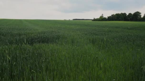 Green Wheat Field Agricultural Industry Beautiful Rural Landscape — Video Stock