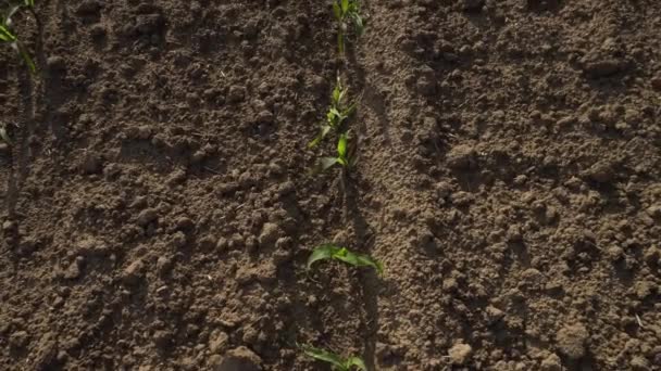Zielone Pole Kukurydzą Rzędy Młodych Kiełkujących Roślin Przemysł Rolny Piękny — Wideo stockowe