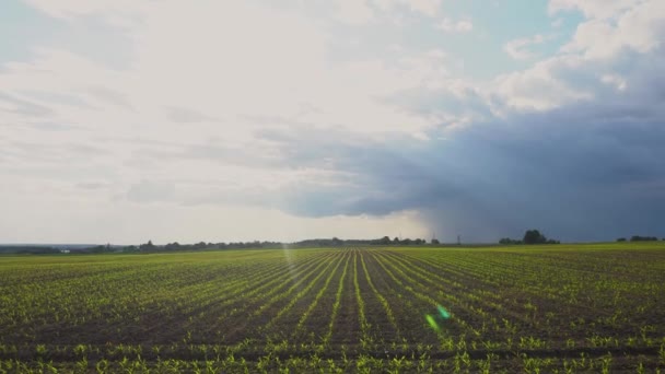 Campo Verde Con Maíz Filas Plantas Jóvenes Germinadas Industria Agrícola — Vídeos de Stock