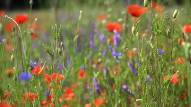 Las Amapolas Rojas Florecen Campo Salvaje Fondo Hermosas Flores — Vídeo de stock