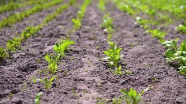 Mısırlı yeşil alan. Tomurcuklanmış genç bitkiler. Tarım endüstrisi. Güzel yaz kırsal manzarası