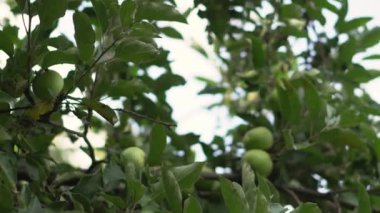 Tree with green-red apples in the garden