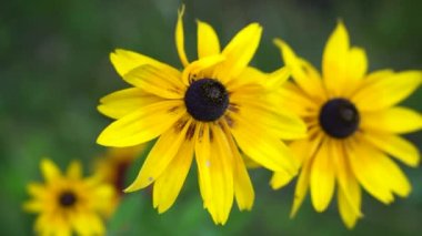 Botanik bahçesinde sarı rudbeckia yakın plan. Parlak renklerin güzel arkaplanı
