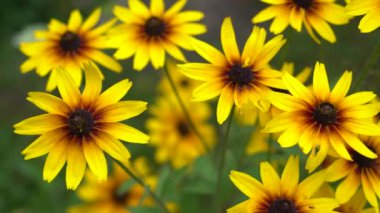 Yellow rudbeckia close-up in the botanical garden. Beautiful background of bright colors