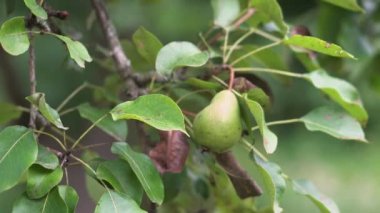 Tree with green pears in the garden. Delicious and healthy fruit. Beautiful nature background